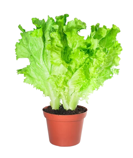 Салат (в горшке)